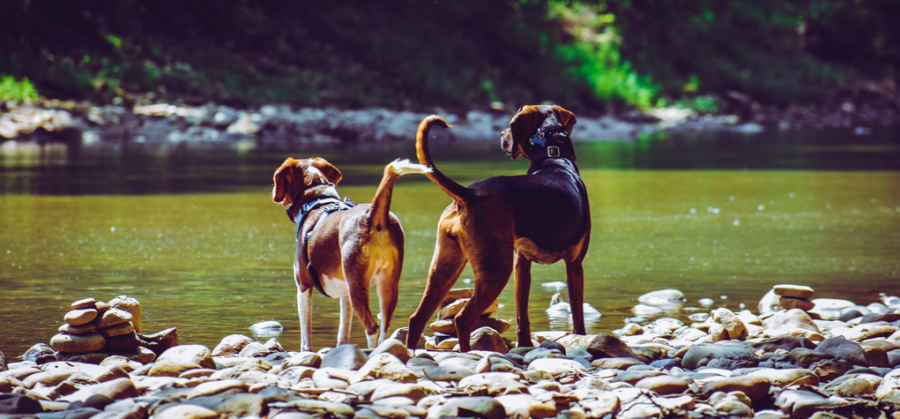 ZWei Hunde am Fluss
